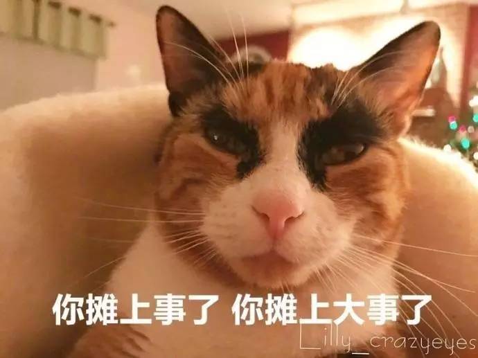 养猫你后悔过吗？废话！！简直后悔得想哭好不好…