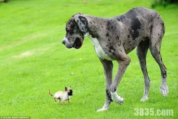 世界上最大的狗和世界上最小的狗相遇！
