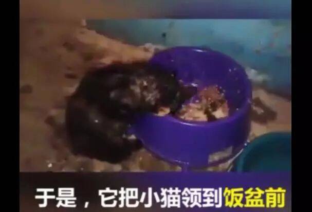 狗把小猫领回家恳求主人：我少吃一点，可以让它留下吗？