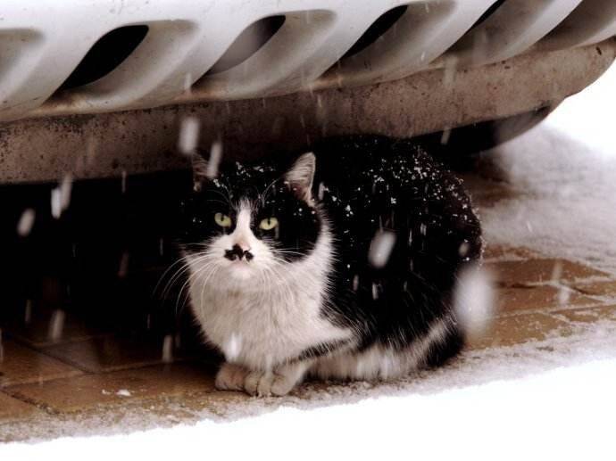 在冬天，十只流浪猫会有六只死掉...