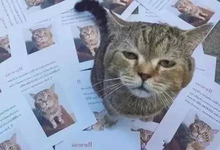 网友家的喵星人丢了，刚打印好寻猫启事，猫却自己回来了。。。