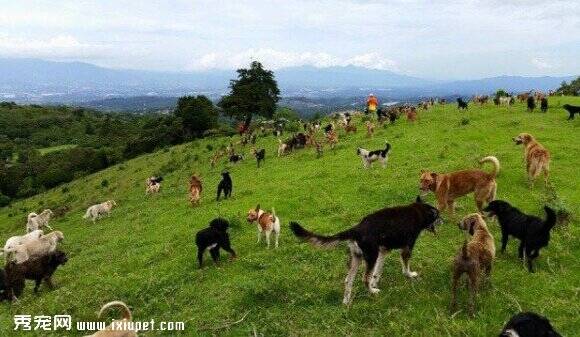 哥斯达黎加流浪狗收容约900只流浪狗