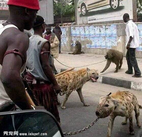 非洲牛人将鬣狗训练成宠物，你敢不敢来一只？