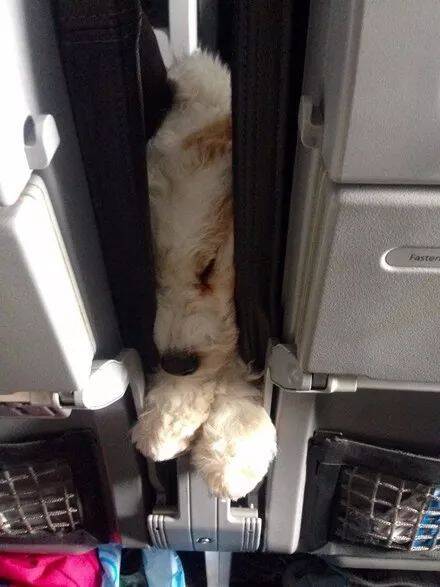 网友在飞机上遇到一位可爱的乘客，以为是布娃娃，没想到.....