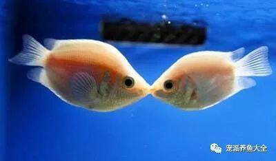 【每日一鱼】情人节，接吻鱼……