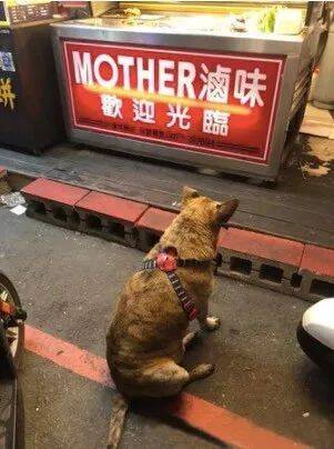 狗子坐卤味店门口不肯走，老板娘：它是来收保护费的！