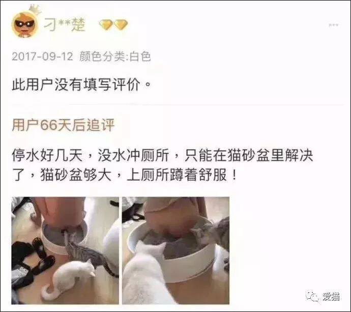 猫奴还有这样的骚操作？真脑洞大开！