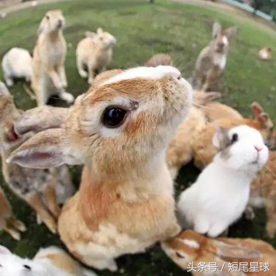 据说兔子在武汉占领了一座岛