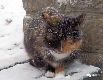 流浪猫冷的不行，拼命拍打窗户想要进屋，让人心疼…