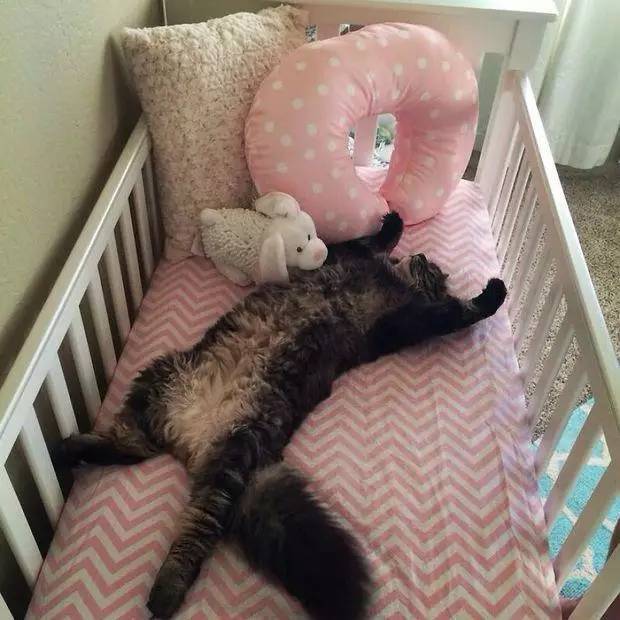 给即将出生的宝宝准备的婴儿床，没想被猫爷领先一步