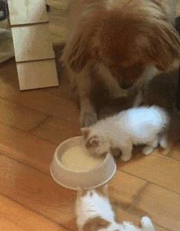 金毛把牛奶让给小猫咪喝，主人很感动，但接下来这一幕，差点把主人手机给吓掉了…