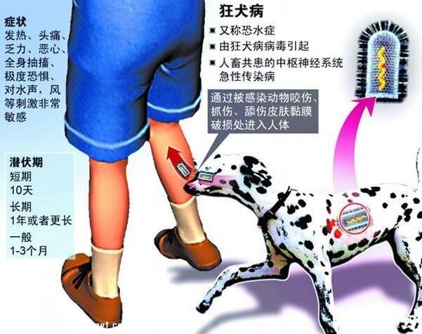 每年2000人死于狂犬病:让每个人免于被狗咬的恐惧