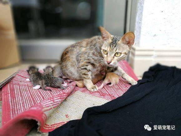 一女子救下因主人搬家抛弃的临产猫咪，结果猫咪给她带来个大惊喜
