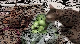 闻到鱼就想吐！你究竟是不是猫？！