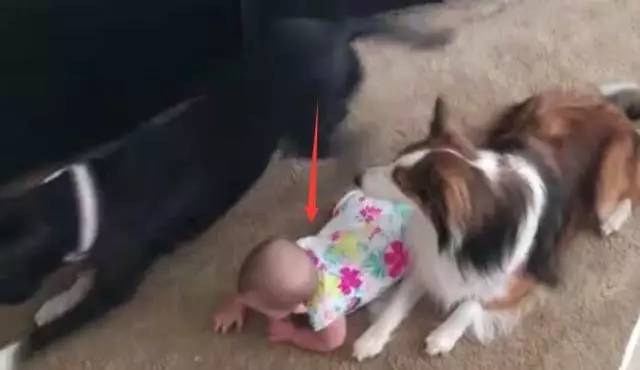 本以为狗狗在陪宝宝玩耍，没想到两只狗都在教宝宝爬行，太有爱了！