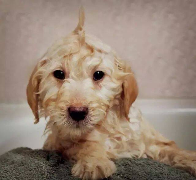 幼犬什么时候才可以洗澡？