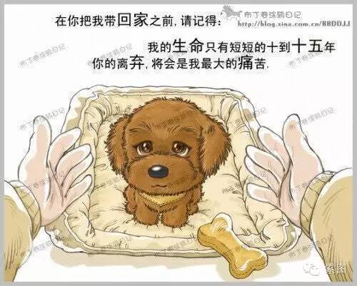 狗狗的一生，太感动了！