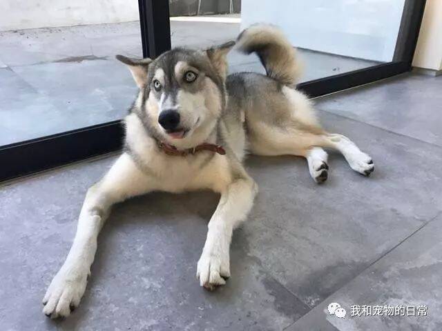 发小把我家二哈带回他家帮我照顾，结果不到半天时间他就要跟我绝交！