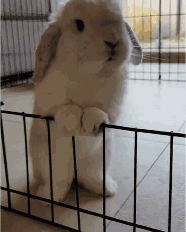 兔兔的哪些行为在暗示它很喜欢你？