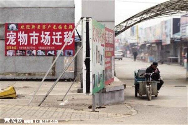 被称华北最大宠物市场北京梨园狗市搬家成定局