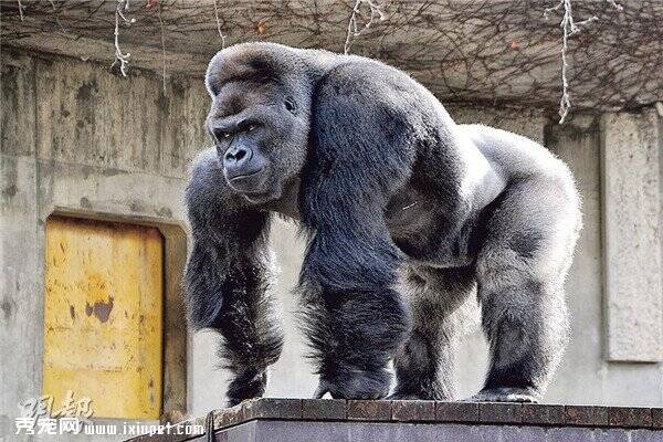 日动物园“最帅”大猩猩受女游客追捧，大金刚！