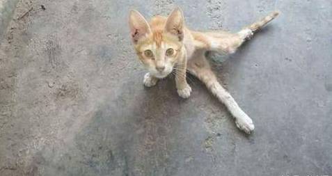 经常喂的流浪猫突然消失，两个月后拖着三条腿向网友求助