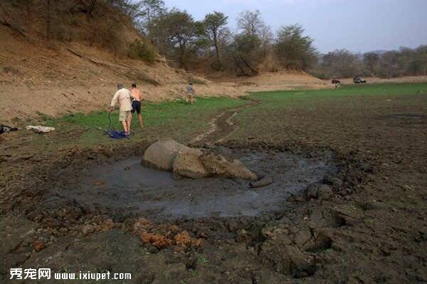 非洲大象陷入泥沼四天冒险救出 因受困过久无法存活
