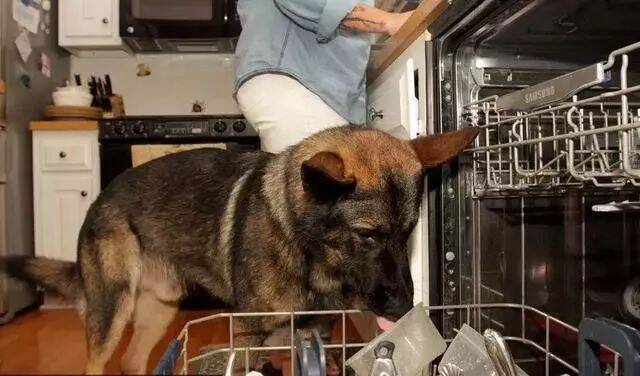 这狗成精了！洗碗、接水、种地，家务全包！