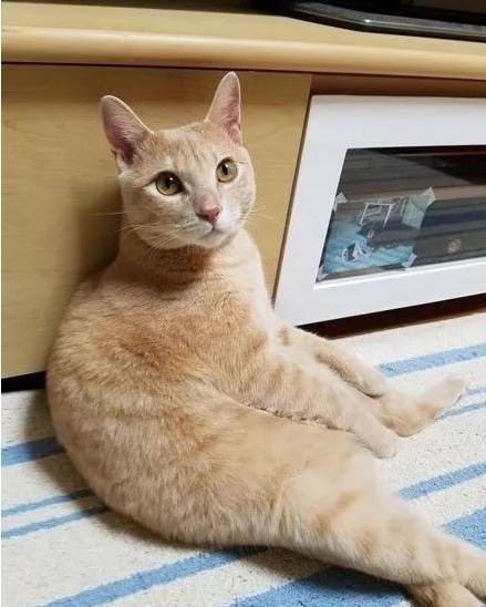 网友家的橘猫，平时不觉得胖，直到他给猫买了个猫爬架...