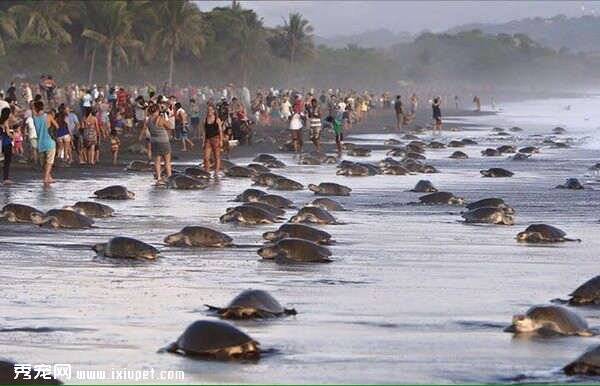 奥斯蒂欧娜海滩上千只榄蠵龟上岸产卵