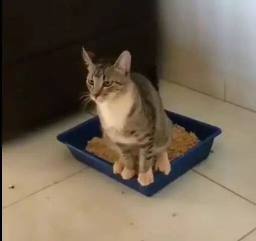 猫咪突然踩翻屎盆，屎被抛出盆外，猫咪：屎哪里去了？