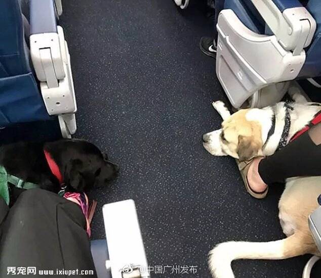 2018年海南航空带宠物上飞机客舱多少钱？