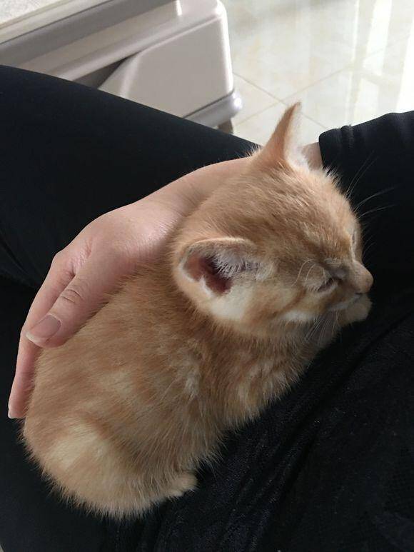 同事送我一只橘猫，喂了两个月体重就超标了，网友：不愧为橘猪啊