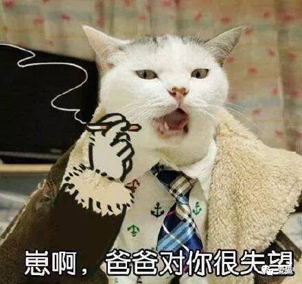 “我爸给猫定做了条大金链子！”