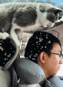 一只为主人开车安全而操碎心的小猫，猫咪：给我好好开！慢点开！千万别超速啊！