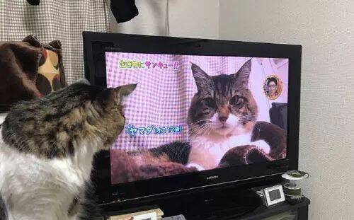 这猫发现自己上了电视，头转过的那一刻，奴才再也笑不出来了...