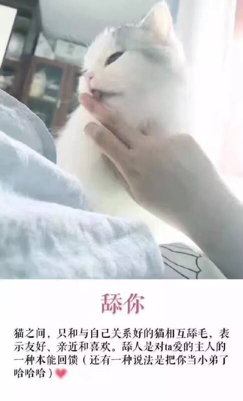 关于猫咪是否爱你的几点小常识，看完暖暖的~