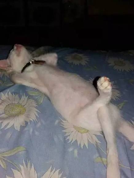 网友回到家，发现他家猫躺在床上，只是这睡姿...