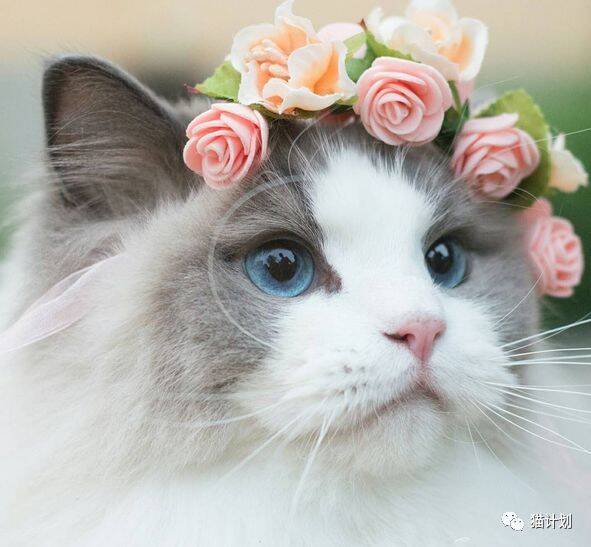 落入凡间“仙女猫”，浑身的仙气，实在太美了！