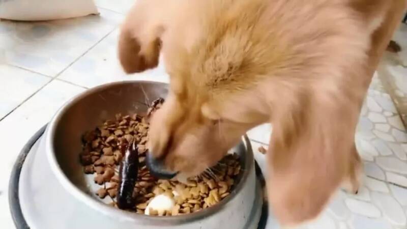 主人给金毛碗里放了两只活的小龙虾，狗狗：吃个饭都这么刺激？