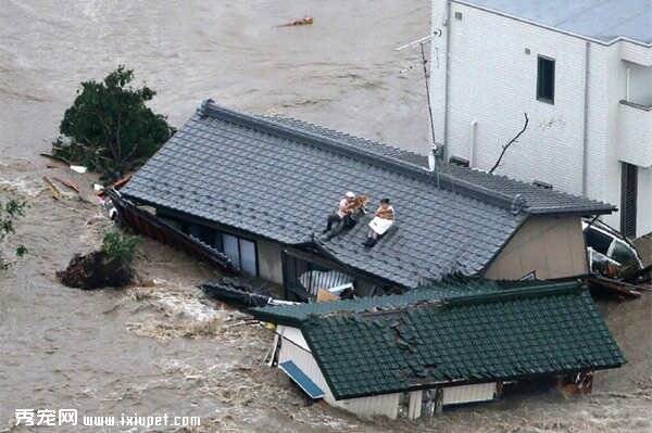 日本连续暴雨房屋被淹 汪星人与主人一起爬到楼顶等支援