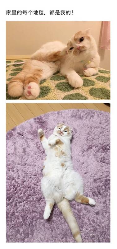 猫以为它才是这个家的主人，而我是它养的一只宠物…