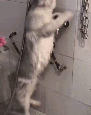 猫咪拒绝洗澡，主人无奈，只好把猫咪五花大绑