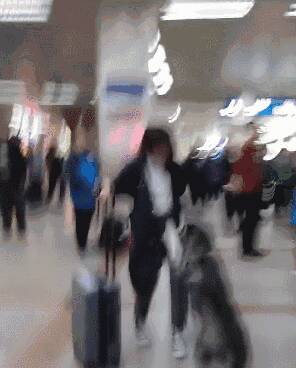 带着哈士奇去机场接女主人，结果一见面就给了她一个飞踢，场面完全失控！