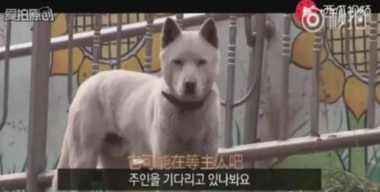 街头走失的大白狗，主动拒绝了所有的收养者，原因竟是....