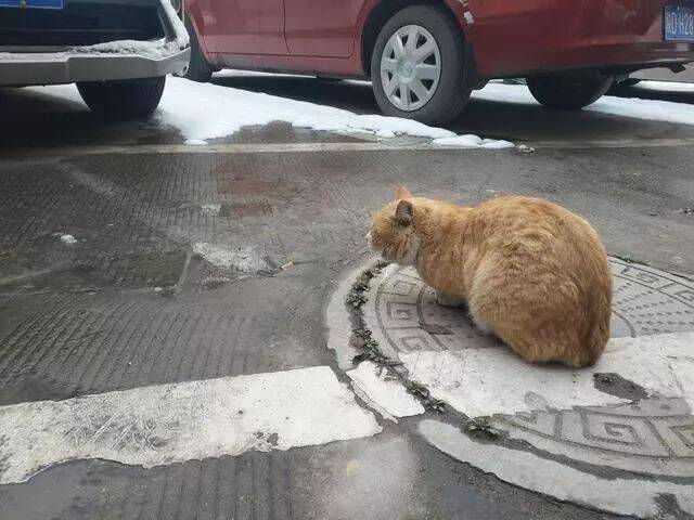 一只又冷又饿的流浪橘猫，趴在井盖上茫然四顾