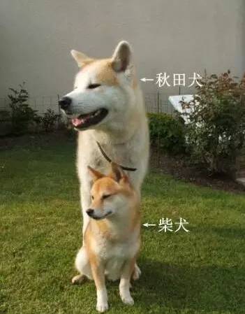 脸大腿长眯眯眼，就是秋田犬...