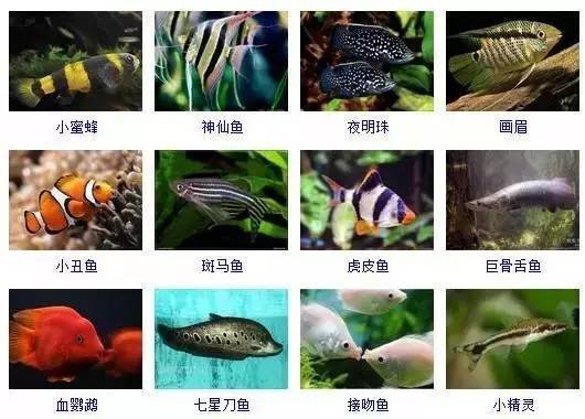 世界观赏鱼图鉴大全，你见过几种？~
