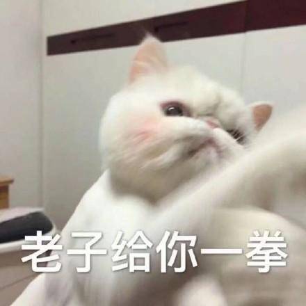 阳台种的猫草吃完了，猫咪瘾上来后又气又凶......