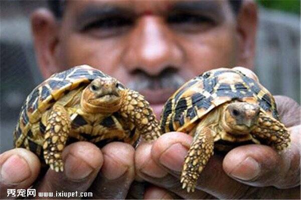 世界动物保护协会宣称，非法贸易驱使印度星龟走向灭绝了!